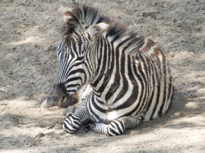 Zebra