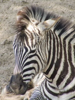 Zebra