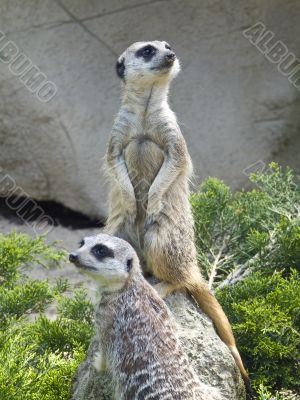 Meerkats