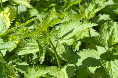 Green nettle Green nettle