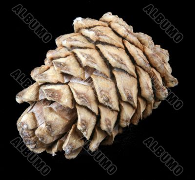 cedar cone cedar cone