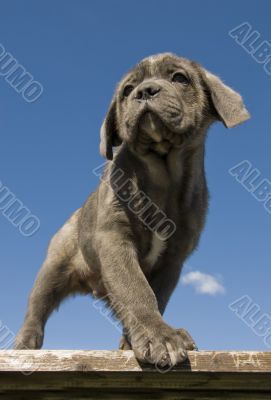 puppy  purebred italian mastiff