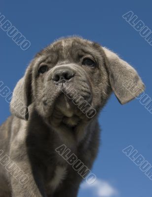 puppy italian mastiff