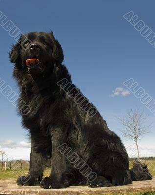 newfoundland dog