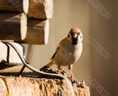 Sparrow