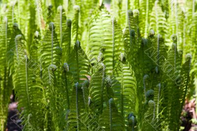 Green fern