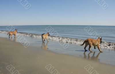 three young malinois on the beach