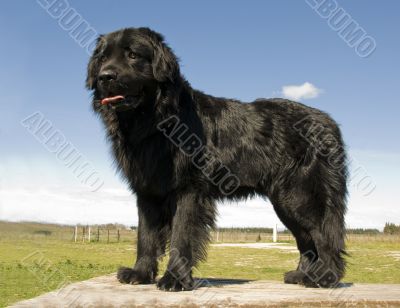 newfoundland dog