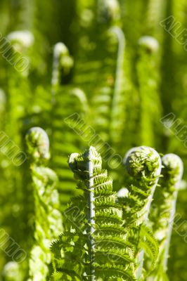 spring fern