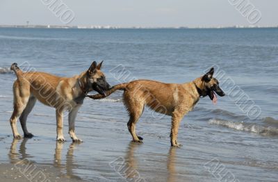 two young malinois on the beach