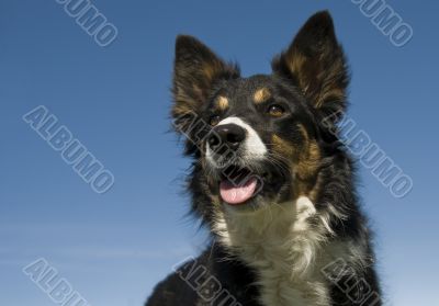 border collie