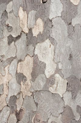 Natural bark