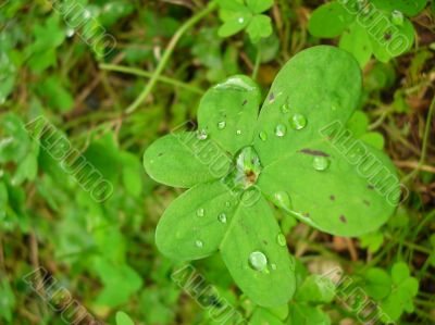 green leaves