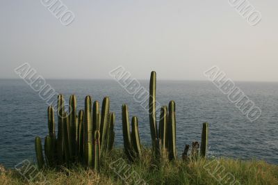 Сactuses on the ocean coast Сactuses on the ocean coast