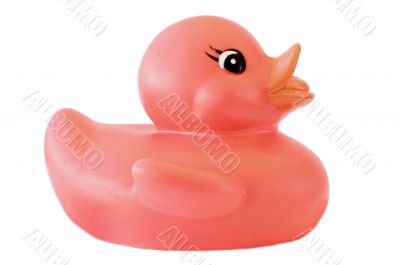 Plastic duck Plastic duck