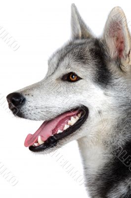 adorable dog adorable dog