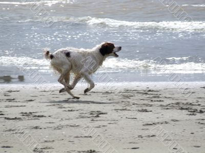 Dog running Dog running