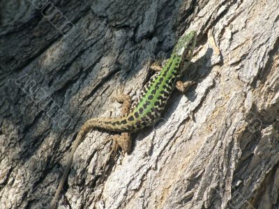 Lizard Lizard