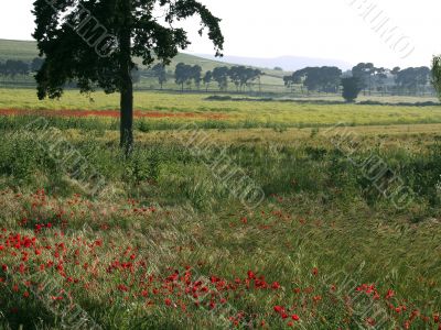 Rural landscape with poppies Rural landscape with poppies