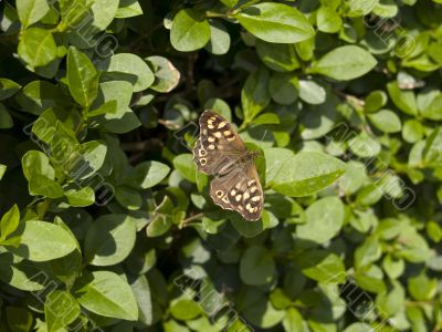 Speckled Wood