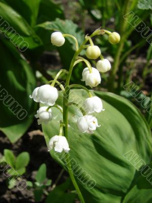 White lily of the valley