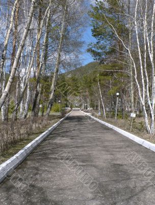 Birch avenue in the spring