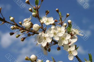 Spring Blossoms cherry tree