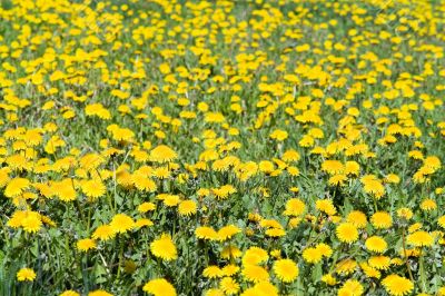 Summer background Summer background