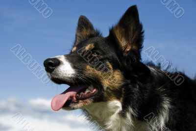 border collie