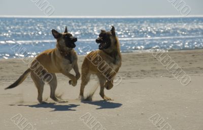 biting belgian shepherd