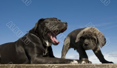 italian mastiff mother and puppy