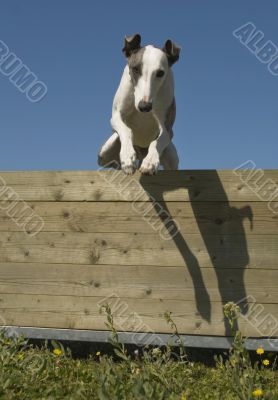 jumping whippet