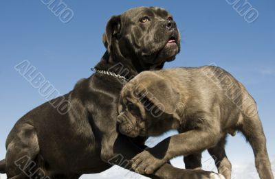 italian mastiff mother and puppy
