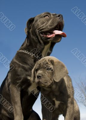 italian mastiff mother and puppy