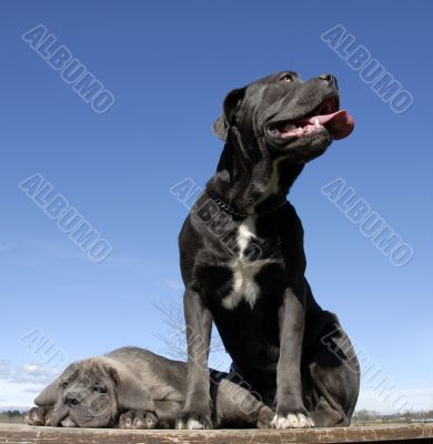 italian mastiff mother and puppy