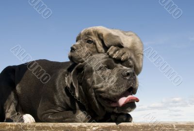 italian mastiff mother and puppy