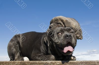 italian mastiff mother and puppy