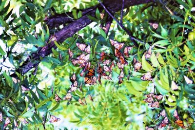 Monarch Butterflies Monarch Butterflies