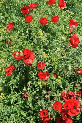 Red poppy Red poppy