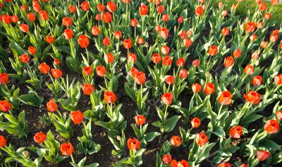 red tulips field