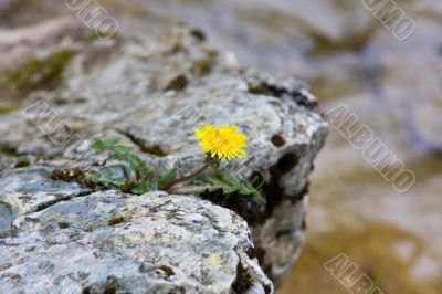 Lonely flower on a rock