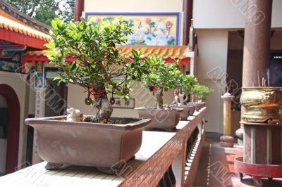 Plants in chinese temple