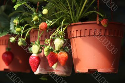 Strawberry plants