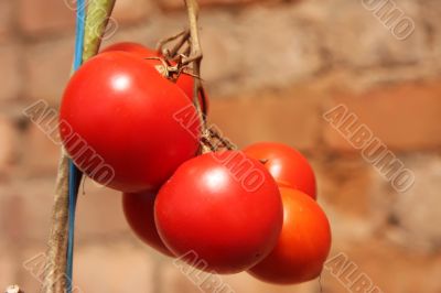 Vine tomatoes