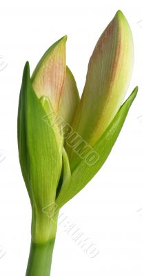Green Plant flower in white background