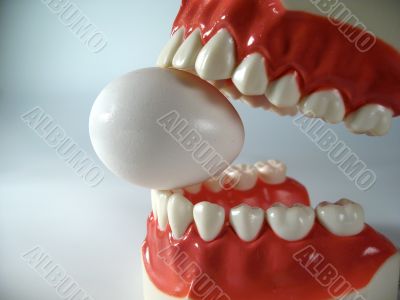 teeth model