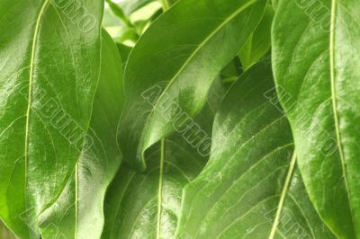 Leaves