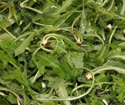 Chicory (Cichorium intybus)