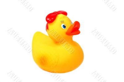 Rubber duck Rubber duck