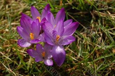 Crocus Crocus